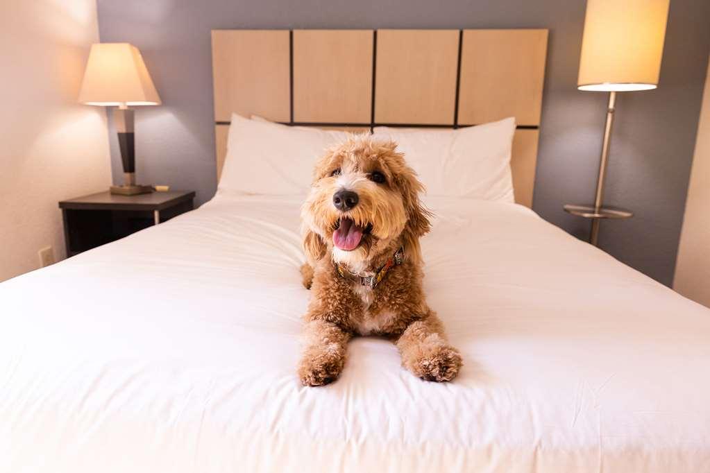Sonesta Simply Suites Nashville Brentwood Quarto foto